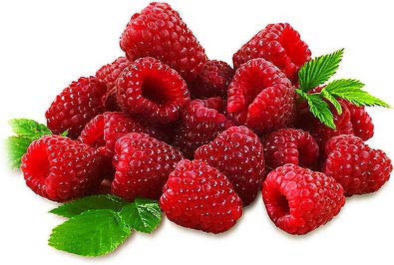 Raspberry Juice Net 33.8 fl.oz (1 Ltr.) - Four (4) Glass Bottles - High in Antioxidants