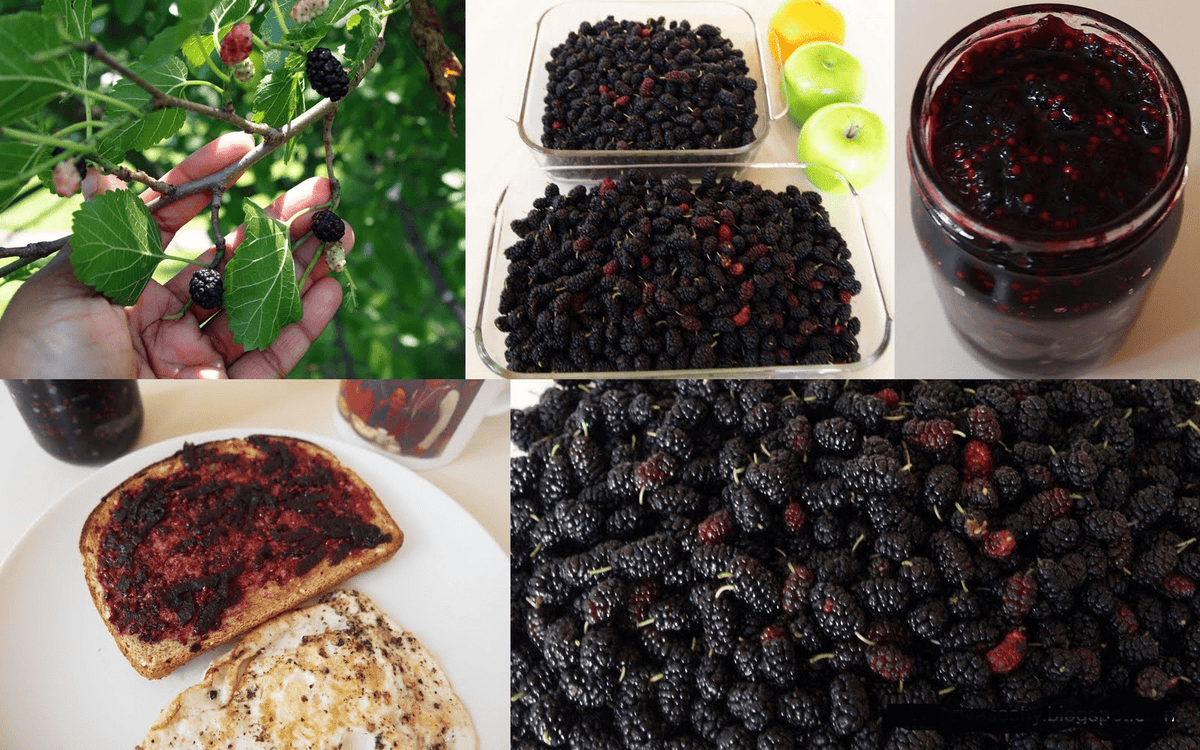 Mediterranean Mulberry Premium Jam 2 Pack 15 Oz/430gm each - مربى التوت